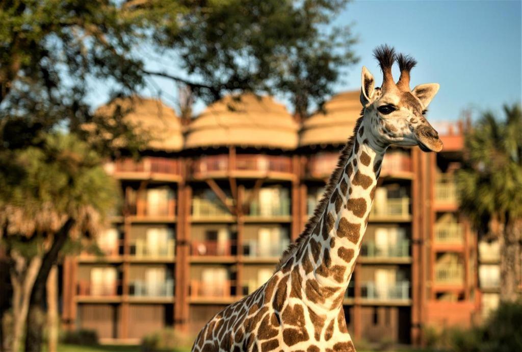 Disney'S Animal Kingdom Lodge Four Corners Kültér fotó